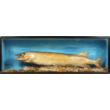 A STUFFED AND MOUNTED PIKE , in a glass display case. 3ft 4ins long.