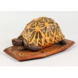 A TORTOISESHELL SHAPED BOX with fitted interior on a marquetry stand. 30cms long.