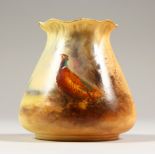 A ROYAL WORCESTER BLUSH IVORY SQUAT VASE, No. 957 painted with a cock pheasant, by Jas Stinton. 3ins