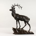 AFTER J. P. MENE. A LARGE BRONZE STAG standing on a naturalistic base. 21ins high.