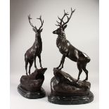 AFTR MOIGNIER. A pair of bronze stags on naturalistic bases, mounted on a marble plinth. 30ins high.