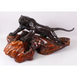 A HUGE JAPANESE BRONZE TIGER GROUP OKIMONO UPON ITS NATURALISTIC ROOT WOOD BASE, stood in a