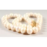 A STRING OF PEARLS WITH GOLD CLASP.