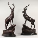 AFTER MOIGNIEZ A PAIR OF BRONZE STAGS, standing on a rock, on a marble base. 75cms high.