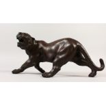 A JAPANESE BRONZE MODEL OF A SNARLING TIGER. 40cms long.