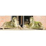 AN IMPOSING PAIR OF RECONSTITUTED STONE LIONS, in a recumbent pose, each looking to the side. 128cms
