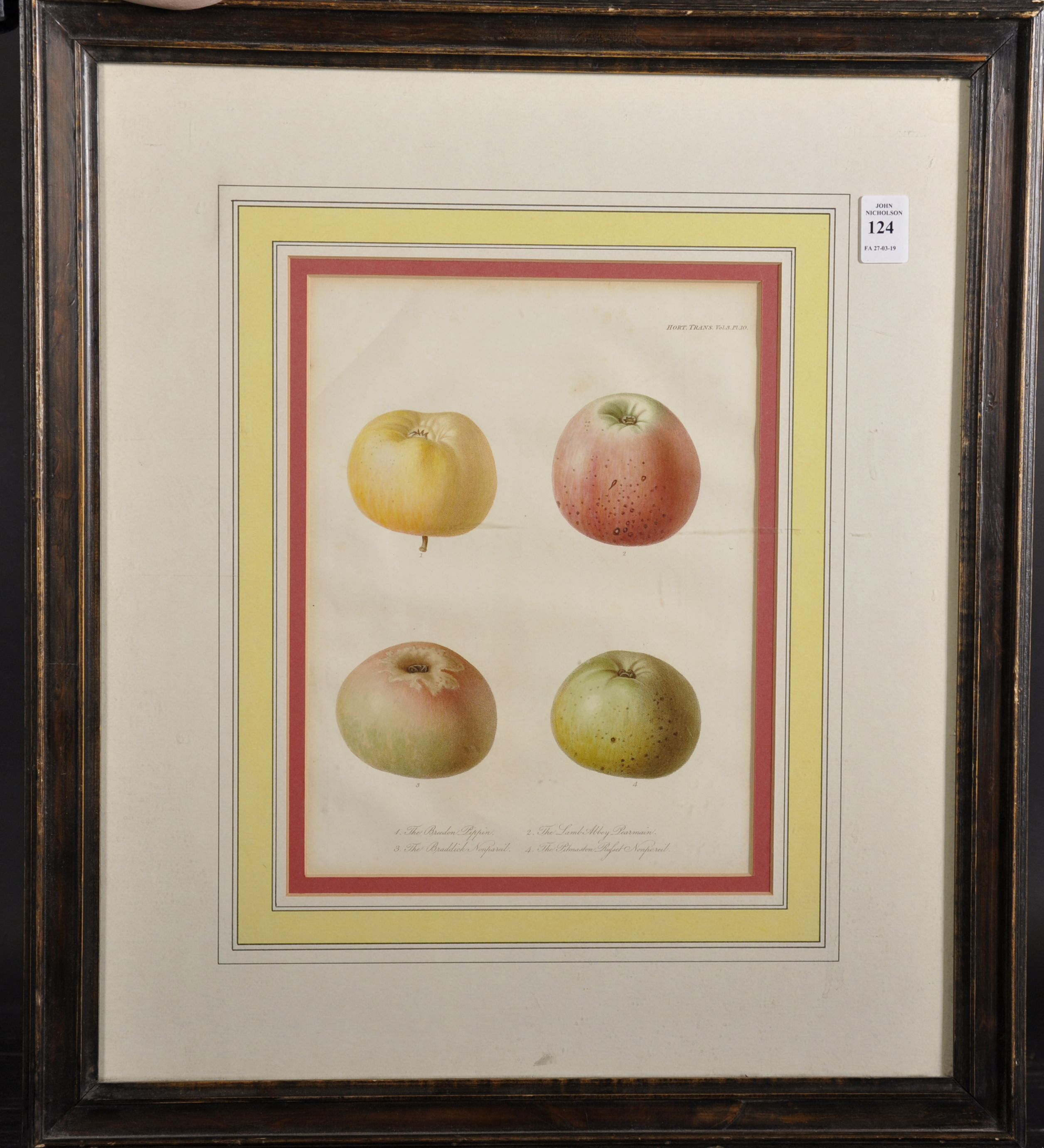 20th Century English School. A Study of Four Apples, Print, from the 'Horticultural - Image 2 of 3