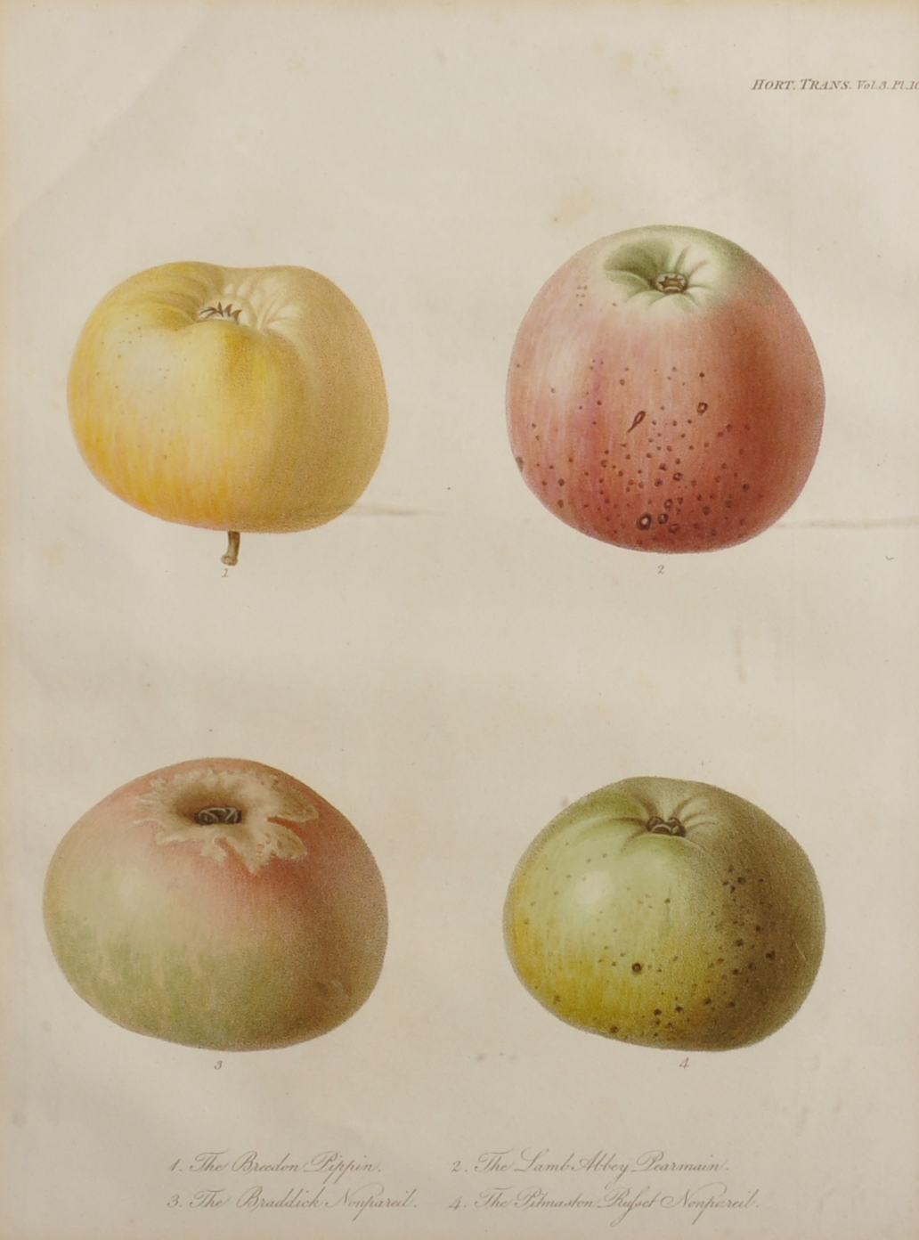 20th Century English School. A Study of Four Apples, Print, from the 'Horticultural