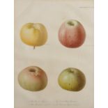 20th Century English School. A Study of Four Apples, Print, from the 'Horticultural