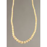 A CULTURED PEARL NECKLACE, boxed. 40cms long.
