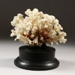 A WHITE CORAL SPECIMEN on a circular wooden base.