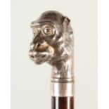 A WALKING STICK with cast silver handle of a MONKEY. 90cms long.