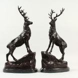 A PAIR OF BRONZE STAGS, on a rocky base, with marble plinth. 45cms high.