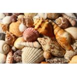 A COLLECTION OF VARIOUS SHELLS in a wooden box.