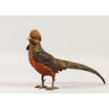 A PERIOD PAINTED AUSTRIAN COLD CAST PHEASANT.32cms long.