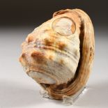 A SHELL CARVED WITH AN ITALIAN OVAL CAMEO PORTRAIT. 13cms long.