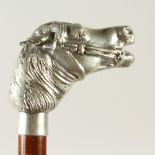 A WALKING STICK with cast plated head of a HORSE. 91cms long.