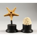 TWO MARINE SPECIMENS on circular bases.
