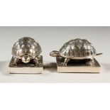 A PAIR OF STERLING SILVER NOVELTY TORTOISE SALT AND PEPPERS. 4.5cms.