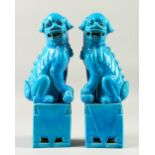 A PAIR OF EARLY 20TH CENTURY CHINESE TURQUOISE DOGS OF FO, both modled seated on a plinth base