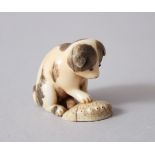 A JAPANESE MEIJI PERIOD CARVED & STAINED IVORY NETSUKE OF AN AKITA PUPPY, modeled with its paw