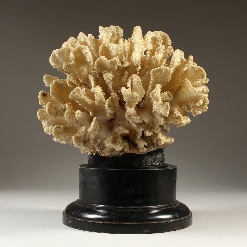 A LARGE WHITE CORAL SPECIMEN, on a turned wood stand. 35cms high.