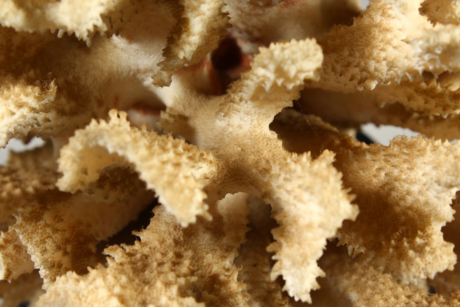 A LARGE WHITE CORAL SPECIMEN, on a turned wood stand. 35cms high. - Image 3 of 7