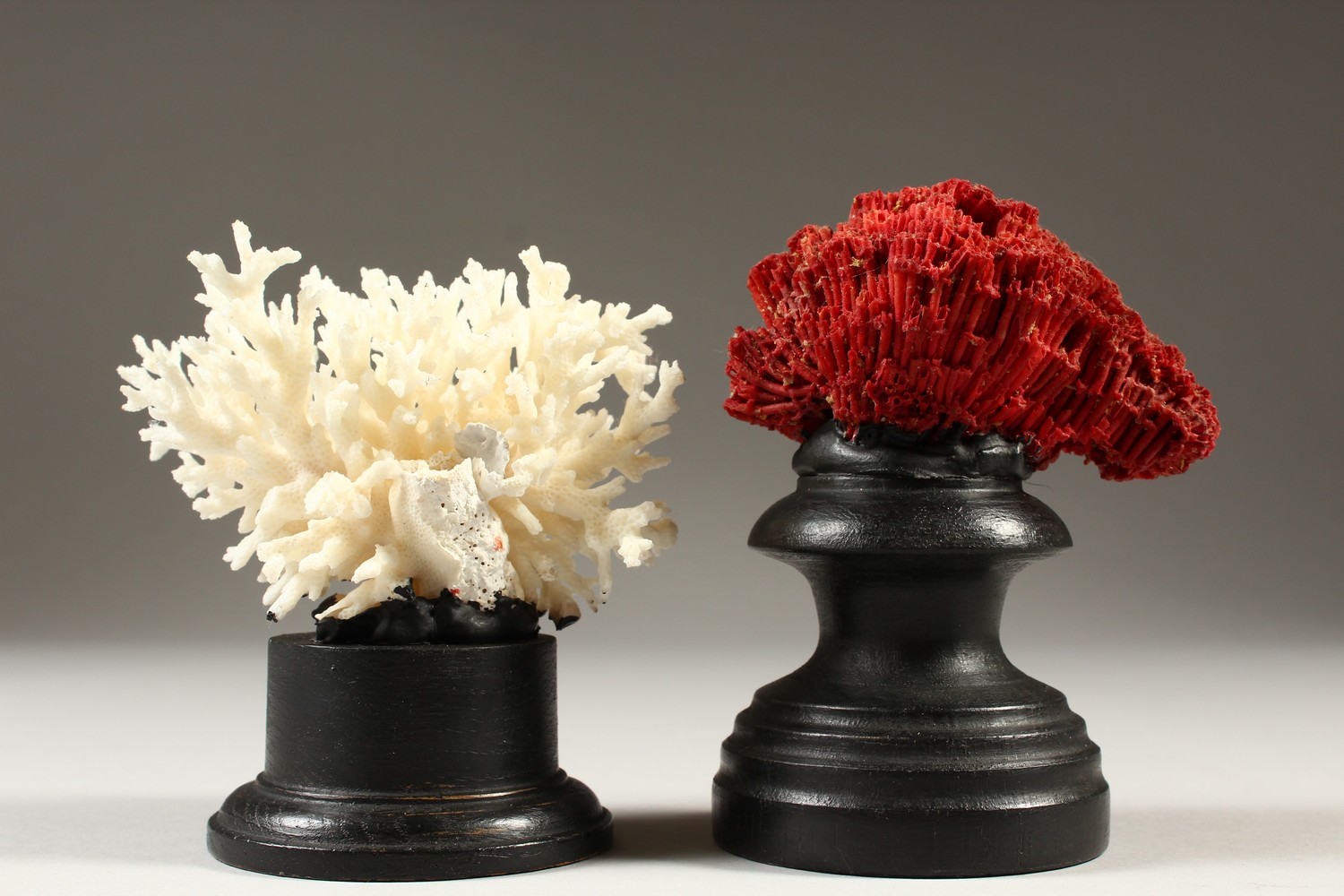 TWO SMALL CORAL SPECIMENS, on turned wood stands. 12cms x 13cms high. - Image 2 of 2