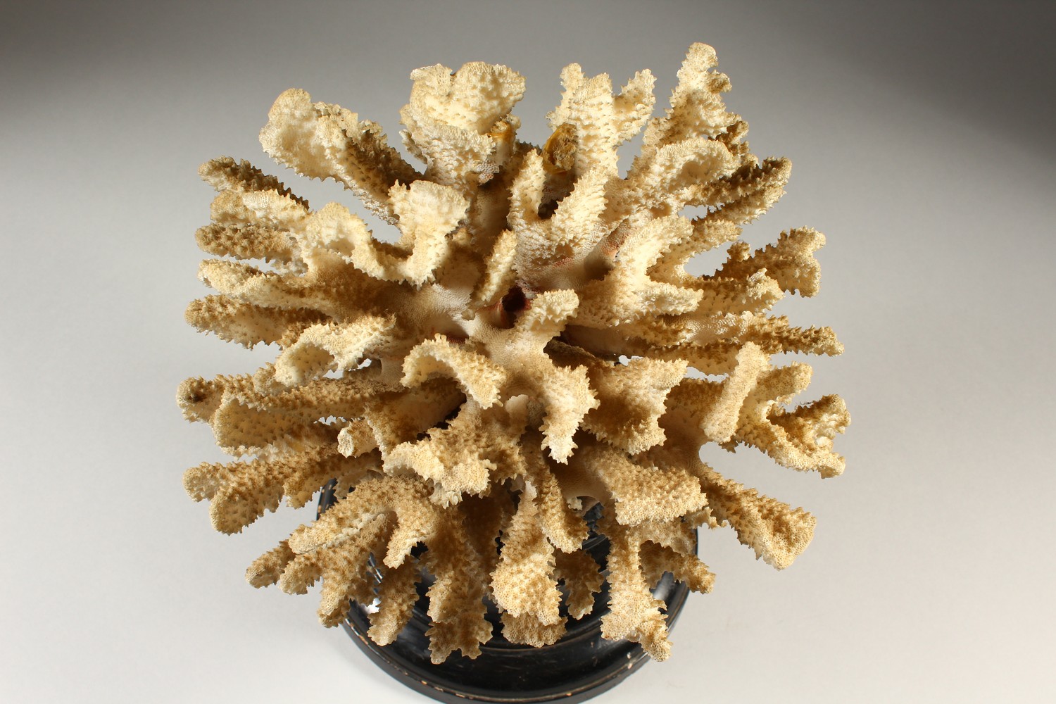 A LARGE WHITE CORAL SPECIMEN, on a turned wood stand. 35cms high. - Image 2 of 7