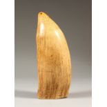 A FIJI ISLANDS "TABUA" WHALE TOOTH. 17cms long.