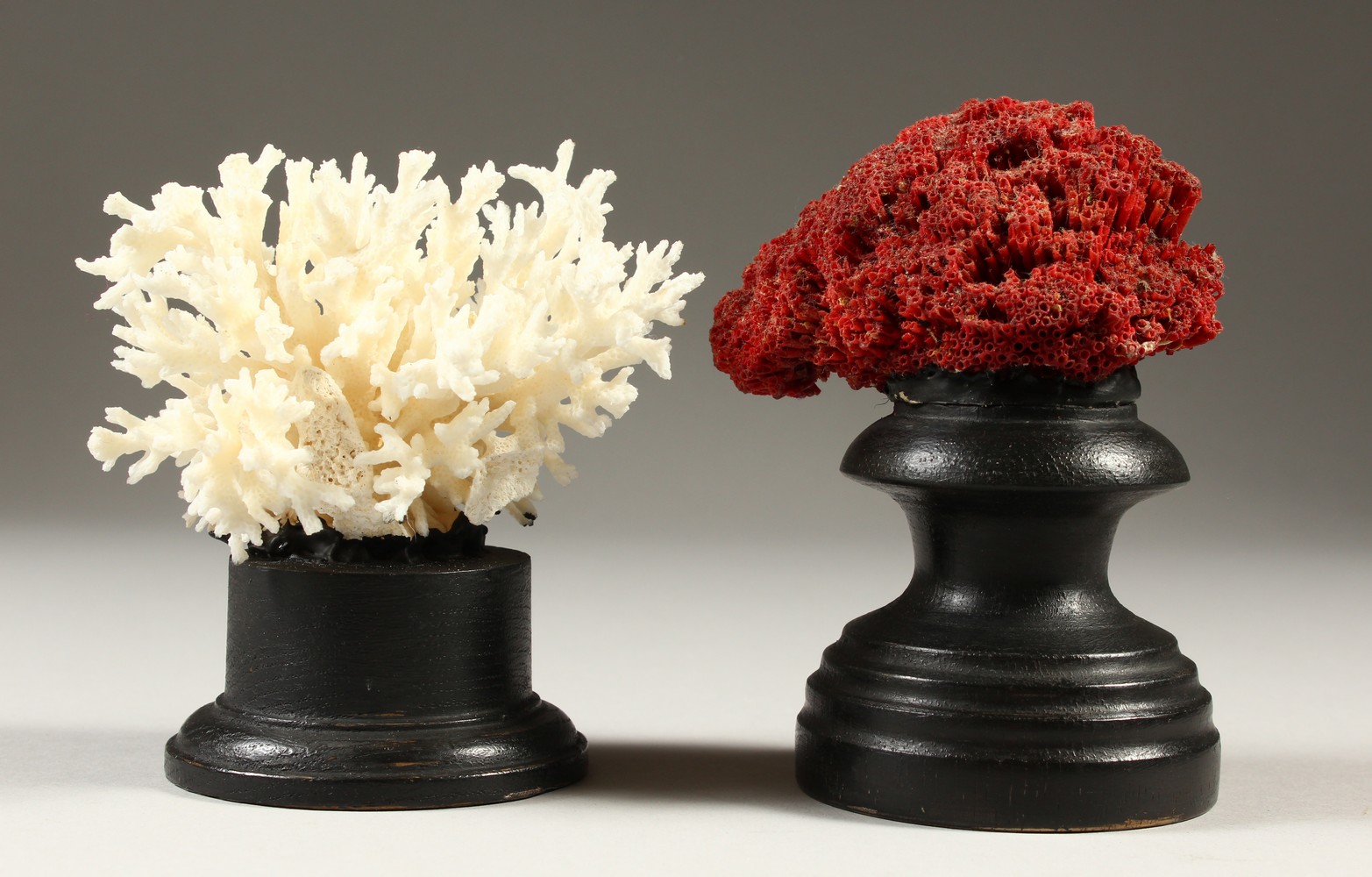 TWO SMALL CORAL SPECIMENS, on turned wood stands. 12cms x 13cms high.