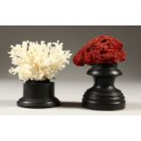 TWO SMALL CORAL SPECIMENS, on turned wood stands. 12cms x 13cms high.
