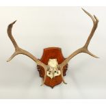 A DEERS SKULL AND ANTLERS, mounted on an oak shield shape plaque. 62cms wide.