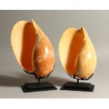 TWO LARGE SHELLS, on metal bases. 24cm x 22cm wide.