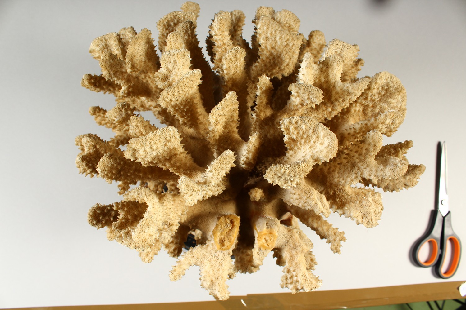 A LARGE WHITE CORAL SPECIMEN, on a turned wood stand. 35cms high. - Image 7 of 7