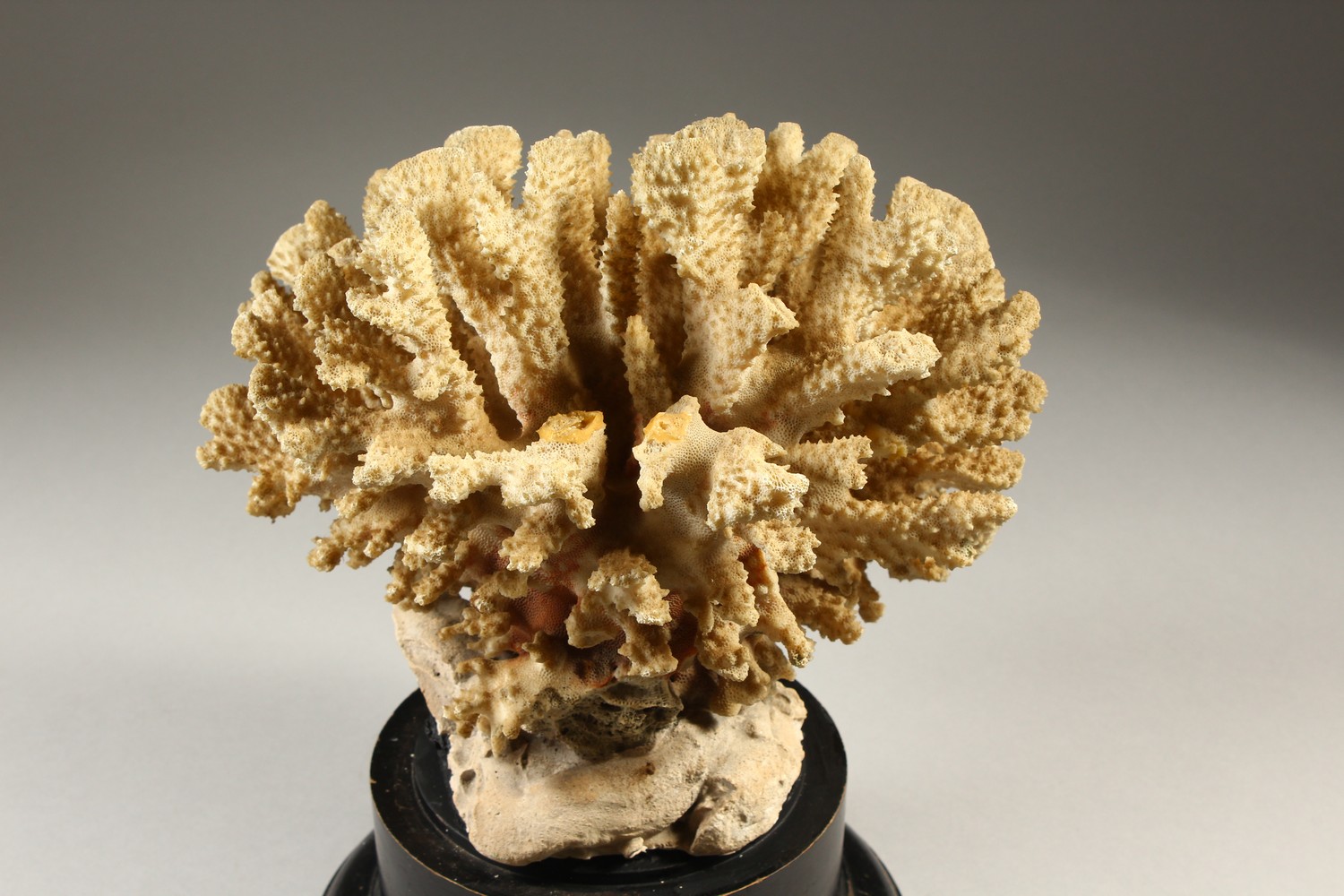 A LARGE WHITE CORAL SPECIMEN, on a turned wood stand. 35cms high. - Image 5 of 7