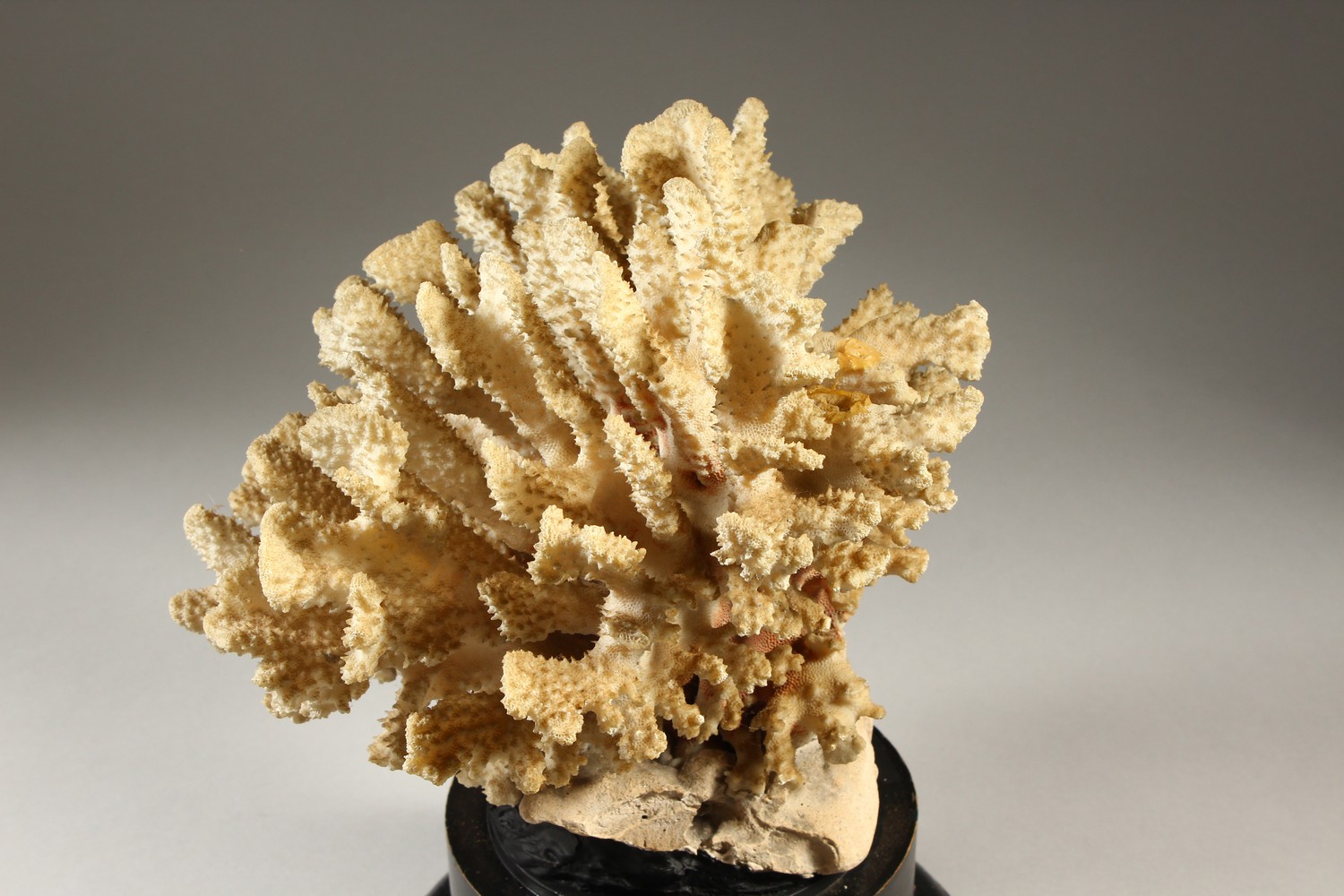 A LARGE WHITE CORAL SPECIMEN, on a turned wood stand. 35cms high. - Image 4 of 7