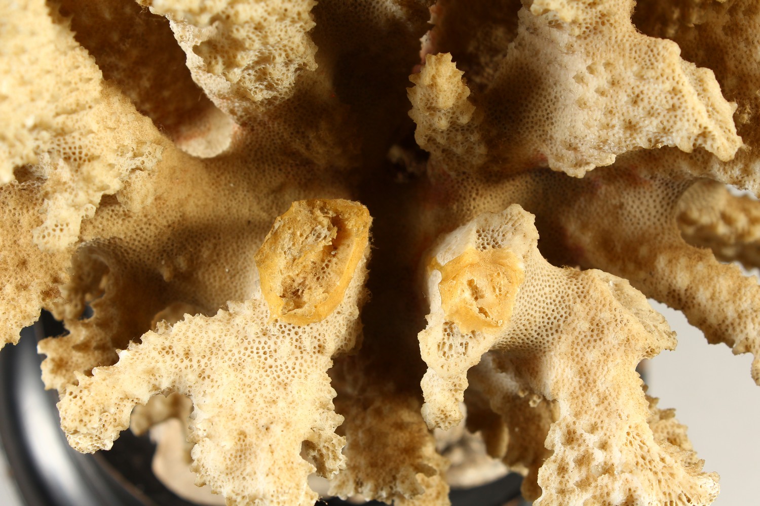 A LARGE WHITE CORAL SPECIMEN, on a turned wood stand. 35cms high. - Image 6 of 7