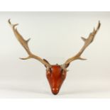 A PAIR OF FALLOW DEER ANTLERS, mounted on a carved wood head. 70cms wide.
