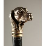 A CARVED EBONY WALKING STICK, with cast metal dogs head handle. 77cms long.