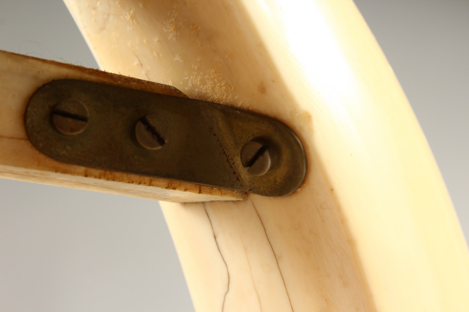 A LATE 19TH CENTURY BOARS TUSK PHOTOGRAPH FRAME, the pair of tusks joined by an ornate clasp, - Image 8 of 10