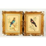 A PAIR OF VICTORIAN BIRD PICTURES, Red-wing Blackbird and Mulier Jay with red feathers. 40cms x