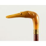 AN EDWARDIAN WALKING STICK, the handle carved as a dog's head. 86cms long.