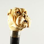 AN EDWARDIAN WALKING CANE, with ivory handle as a BULLDOGS HEAD, with engraved silver band. 86cms