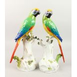 A SUPERB PAIR OF 19TH CENTURY MEISSEN PORCELAIN PARAKEETS, brilliant colours, standing on an