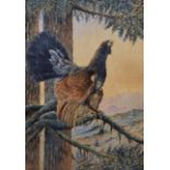 Captain Gallsher (Early 20th Century) British. Study of a Capercaillie in a Tree,