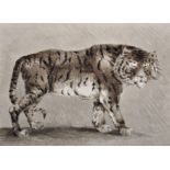 Edgar Ashe Spilsbury (19th Century) British. Study of a Tiger, Watercolour and Wash, Unframed, 9"