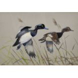 Ralston Gudgeon (1910-1984) British. "Tufted Ducks Rising", Watercolour, Signed and Inscribed 'RSW',