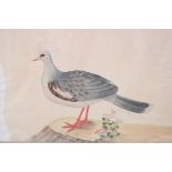 A 19TH CENTURY INDIAN COMPANY SCHOOL WATERCOLOUR PICTURE OF A BIRD, image 30cm x 43cm, framed and