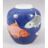 A GOOD CHINESE KANGXI STYLE POWDER BLUE FAMILLE ROSE CARP PORCELAIN GINGER JAR, the powder blue